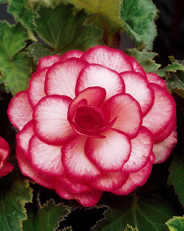 Begonia 'Rosebud'