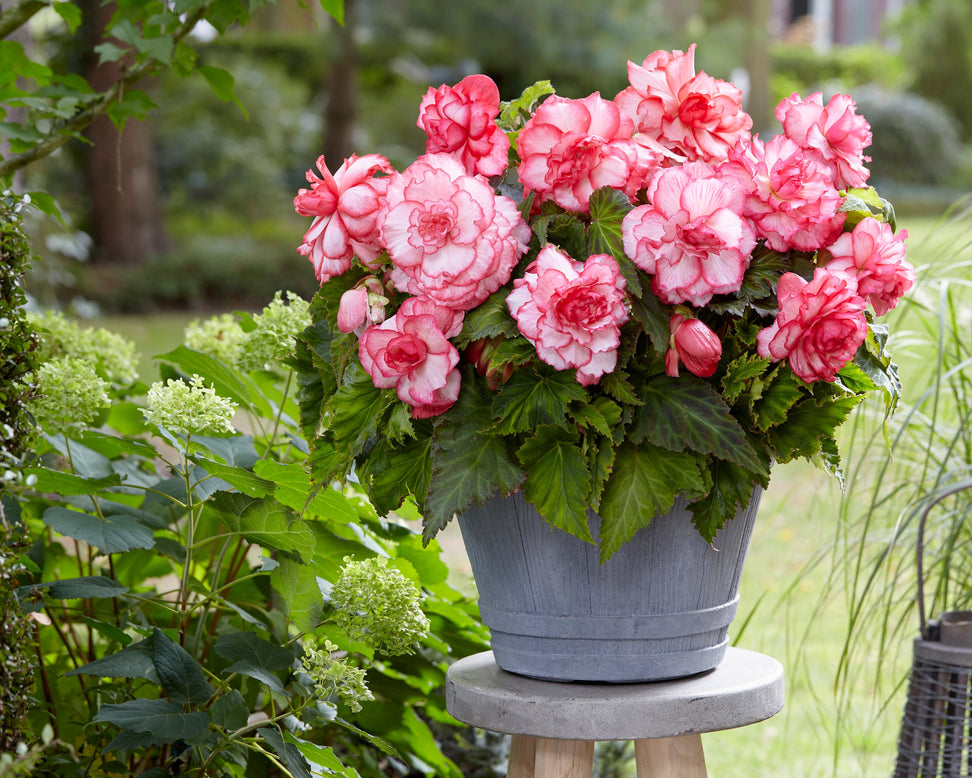 Begonia 'Rosebud'