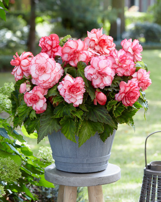 Begonia 'Rosebud'