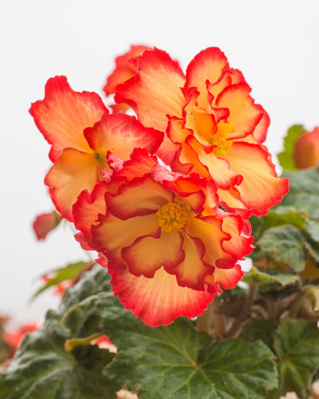 Begonia 'Sangria'