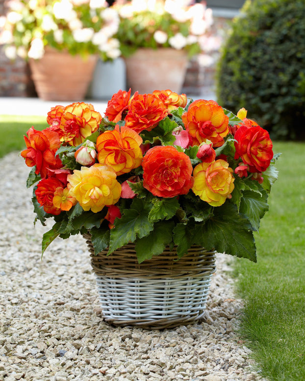 Begonia 'Sangria'