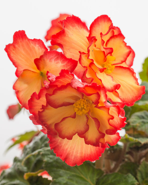 Begonia 'Sangria'