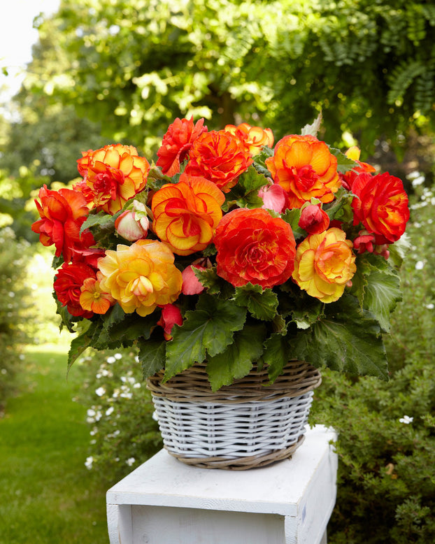 Begonia 'Sangria'