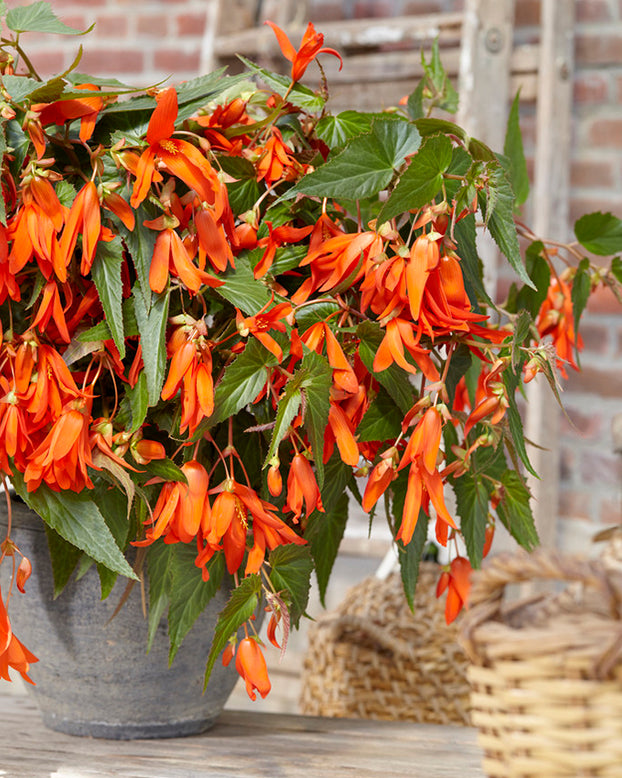 Begonia 'Santa Cruz'