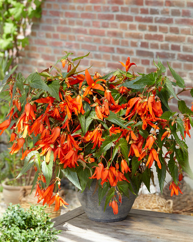 Begonia 'Santa Cruz'