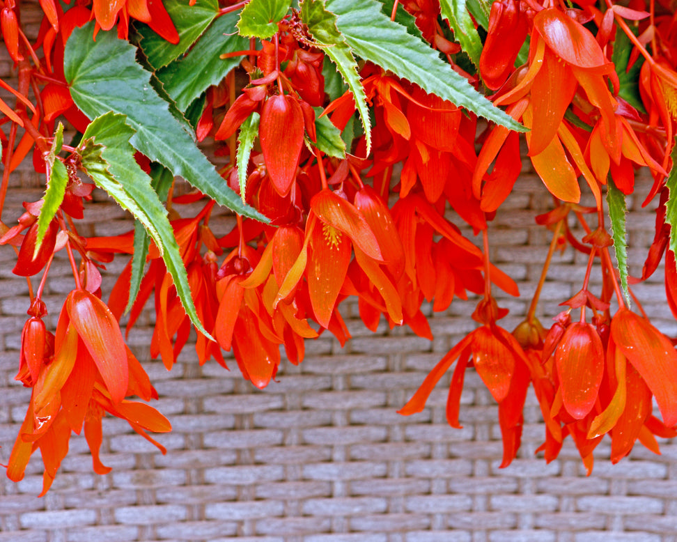 Begonia 'Santa Cruz'