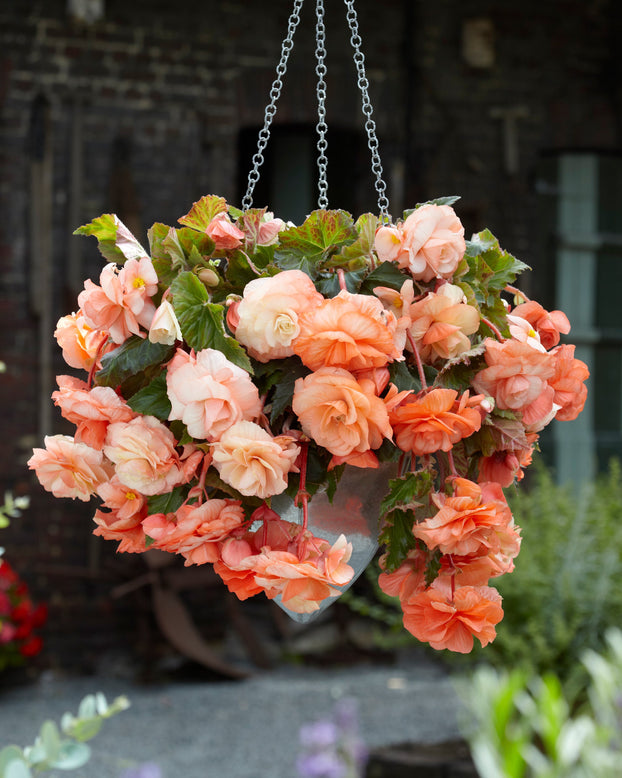 Begonia 'Splendide Apricot'