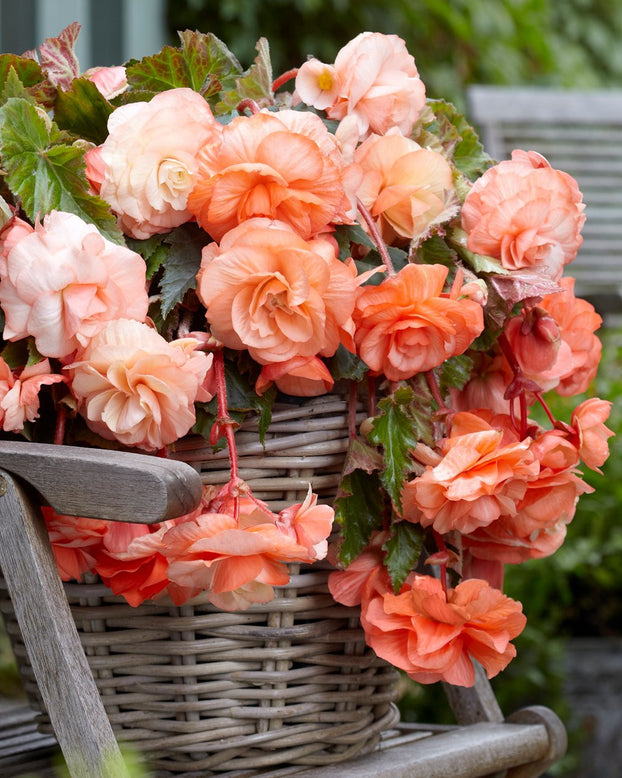 Begonia 'Splendide Apricot'