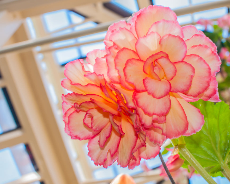 Begonia 'Picotee Sunburst'