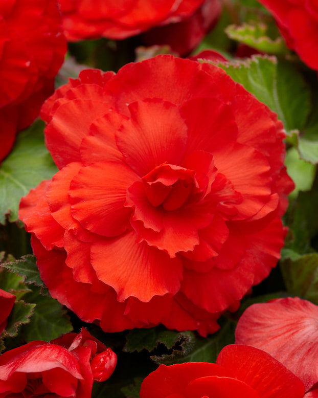 Begonia 'Superba Red'