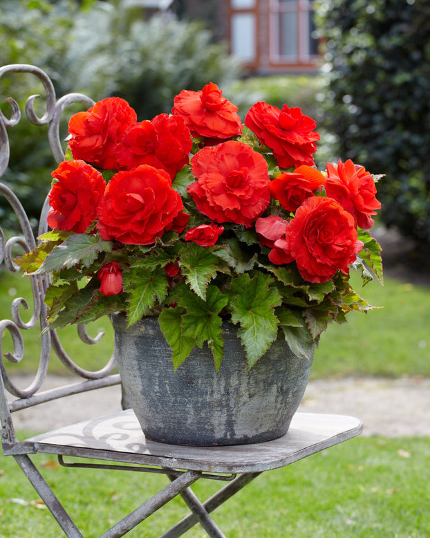 Begonia 'Superba Red'