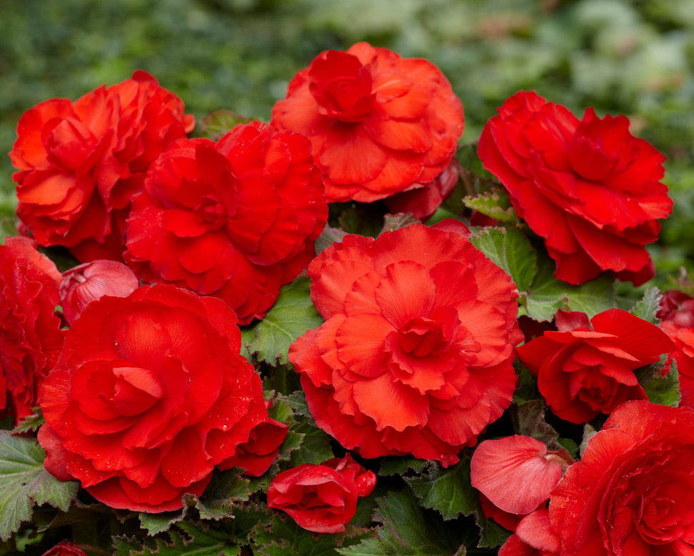 Begonia 'Superba Red'