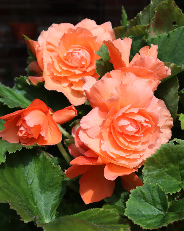 Begonia 'Superba Salmon'