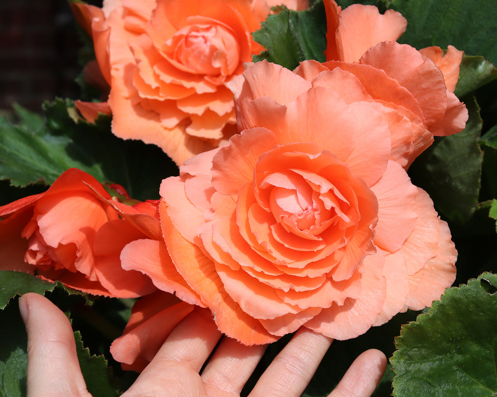 Begonia 'Superba Salmon'