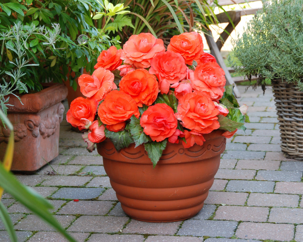 Begonia 'Superba Salmon'