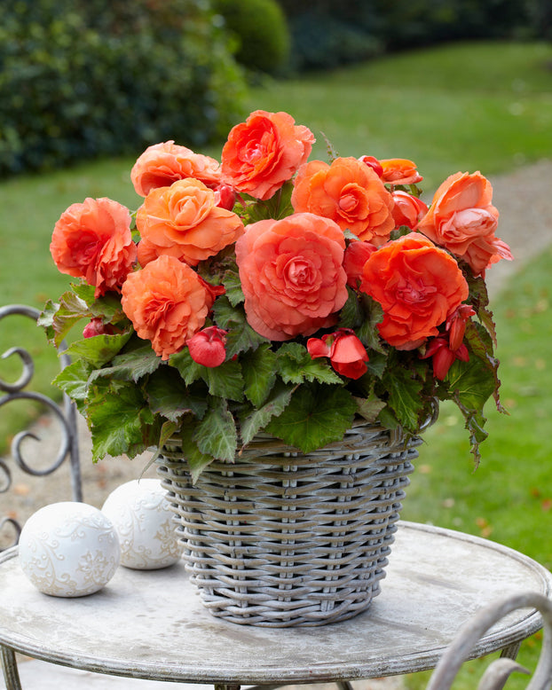 Begonia 'Superba Salmon'