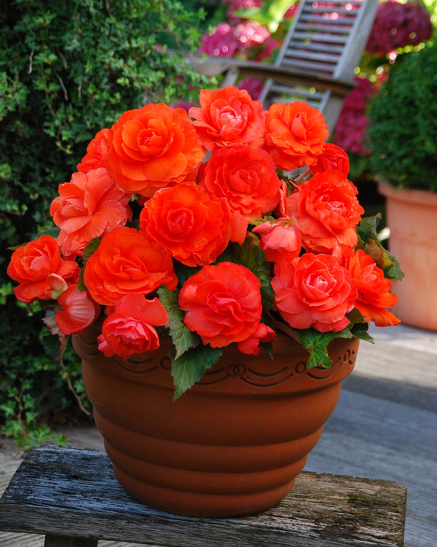 Begonia 'Superba Salmon'