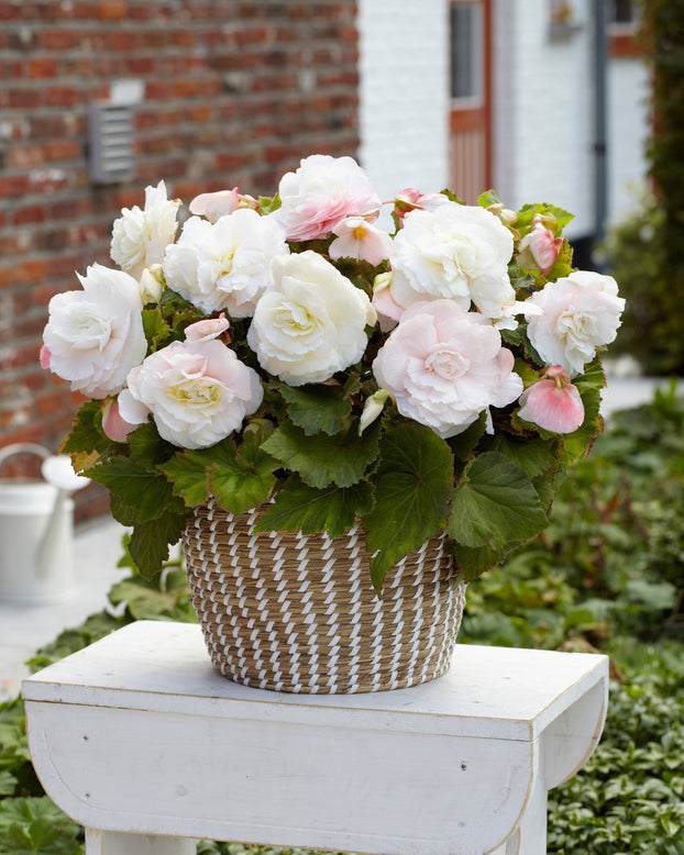 Begonia 'Superba White'