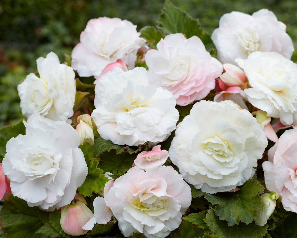 Begonia 'Superba White'