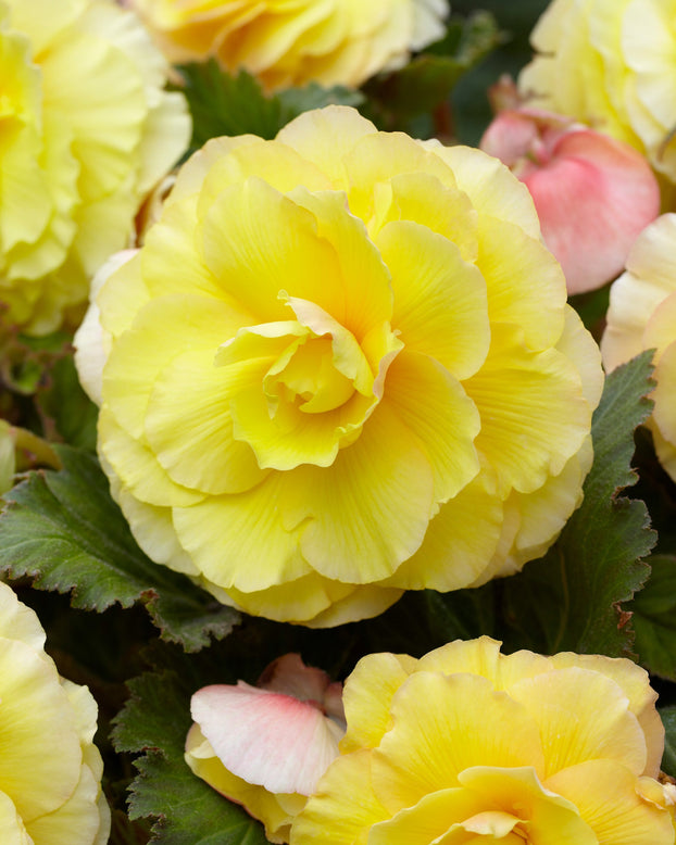 Begonia 'Superba Yellow'