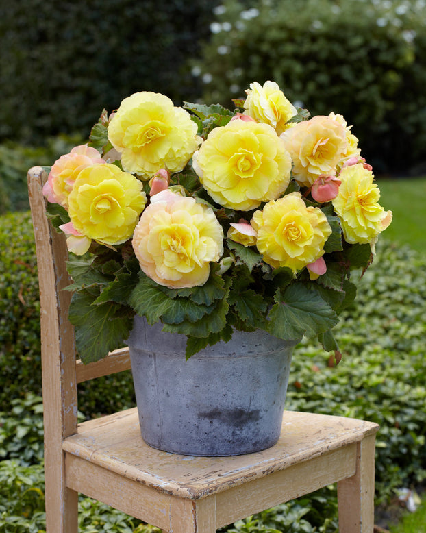 Begonia 'Superba Yellow'