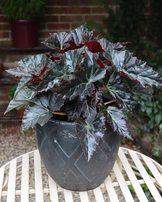 Begonia 'Switzerland'