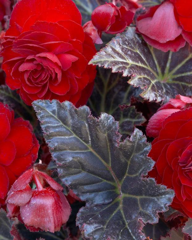 Begonia 'Switzerland'