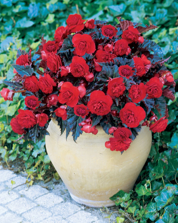 Begonia 'Switzerland'