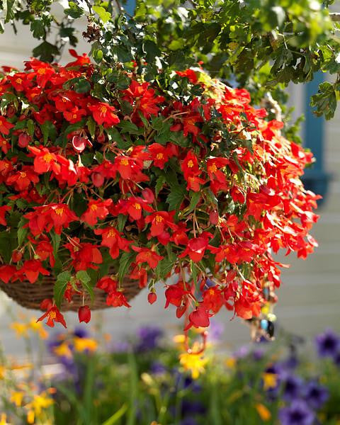 Begonia 'Bertini'