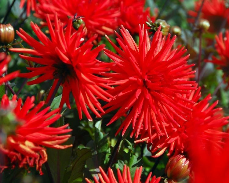 Dahlia 'Bergers Record'