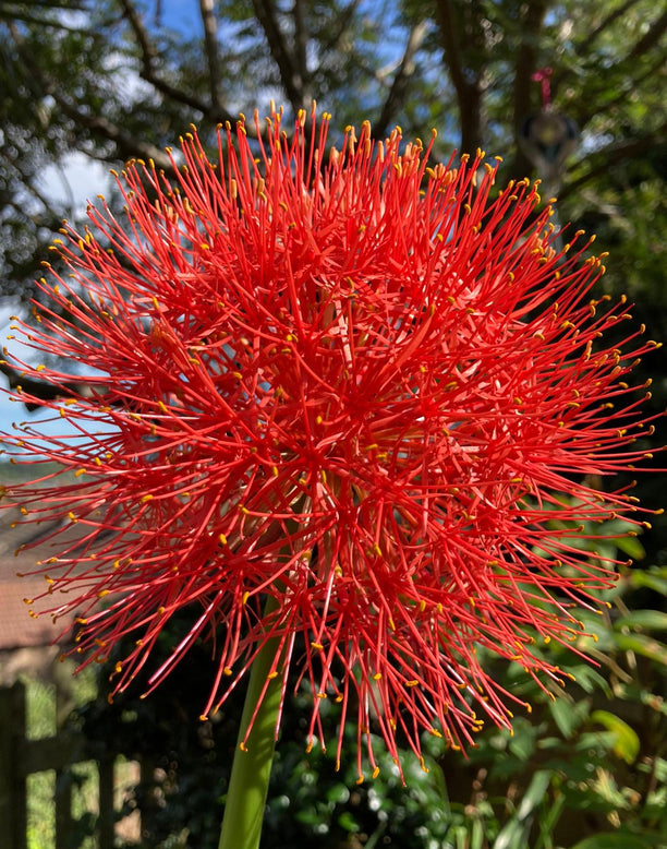 Scadoxus multiflorus