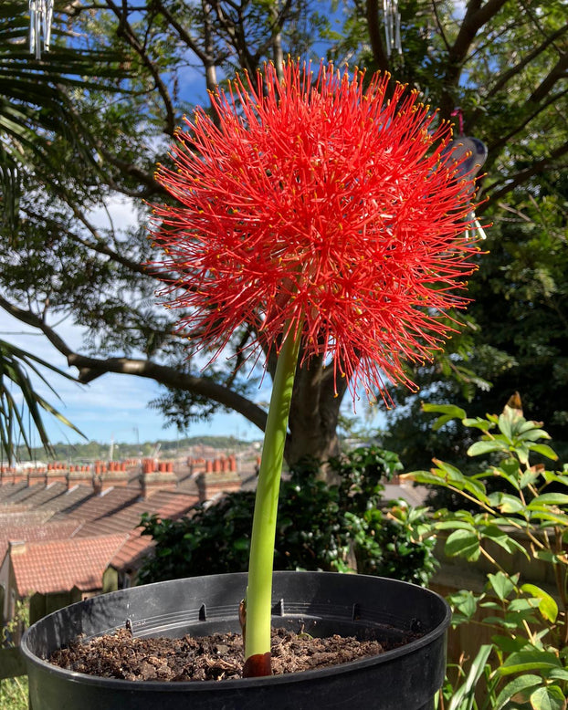 Scadoxus multiflorus