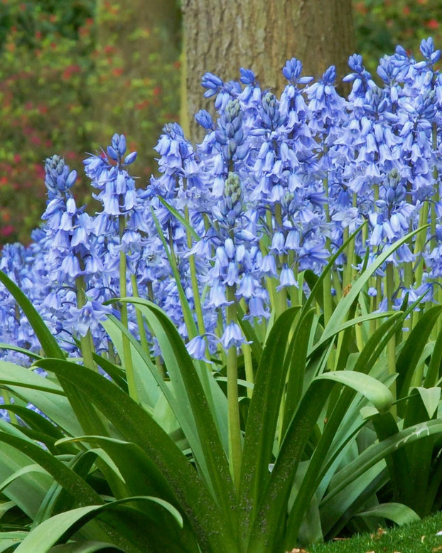 Hyacinthoides hispanica