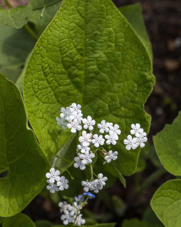 Brunnera 'Betty Bowring'