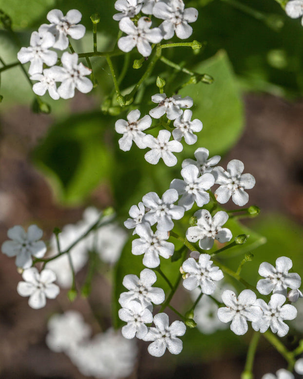 Brunnera 'Betty Bowring'