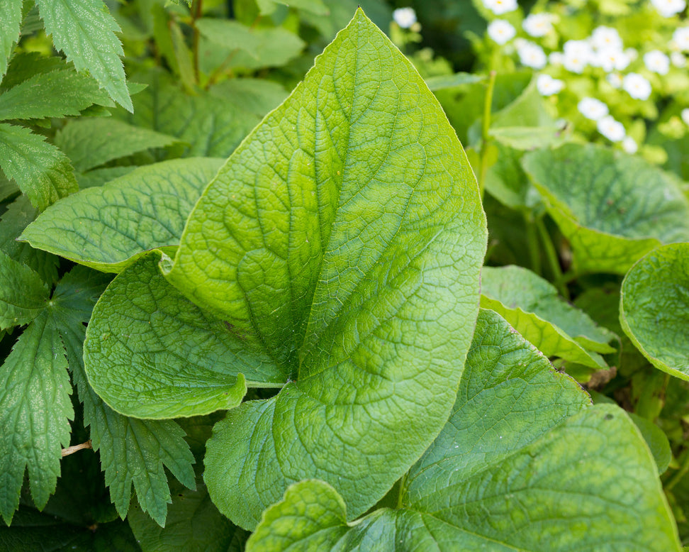 Brunnera 'Betty Bowring'