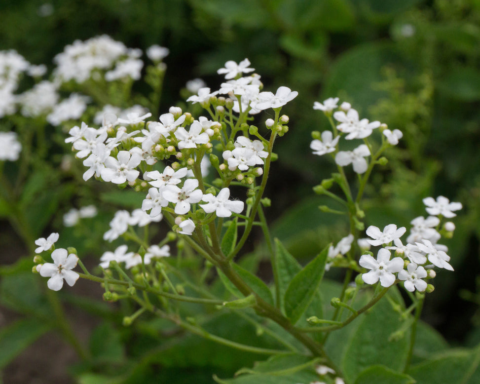 Brunnera 'Betty Bowring'