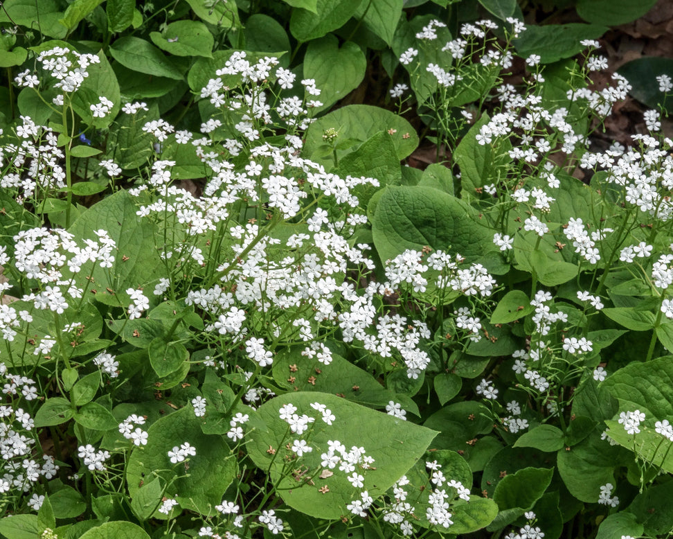 Brunnera 'Betty Bowring'
