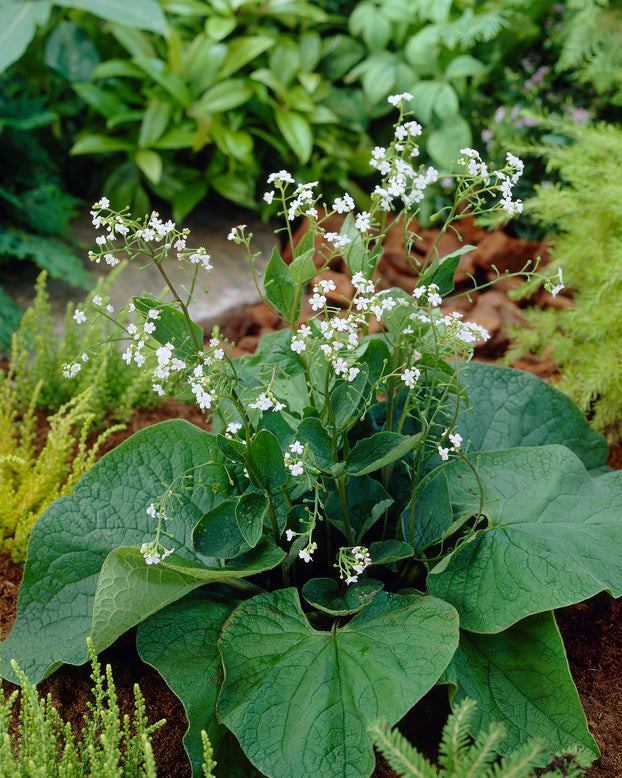 Brunnera 'Betty Bowring'