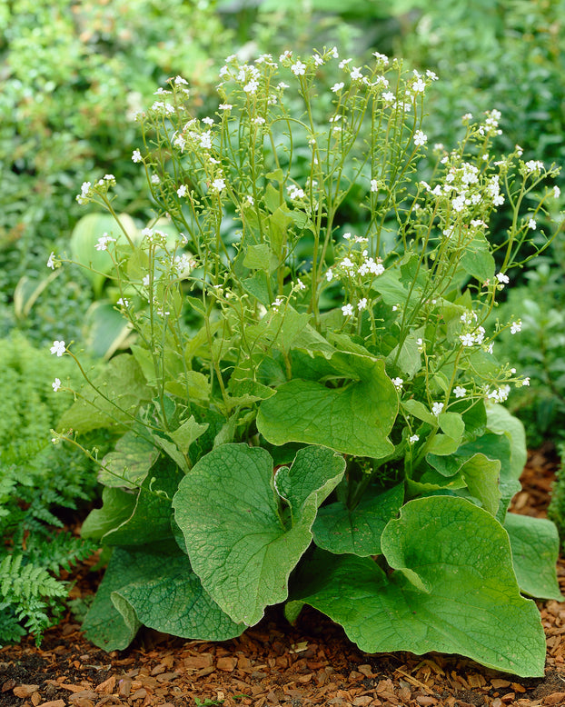Brunnera 'Betty Bowring'