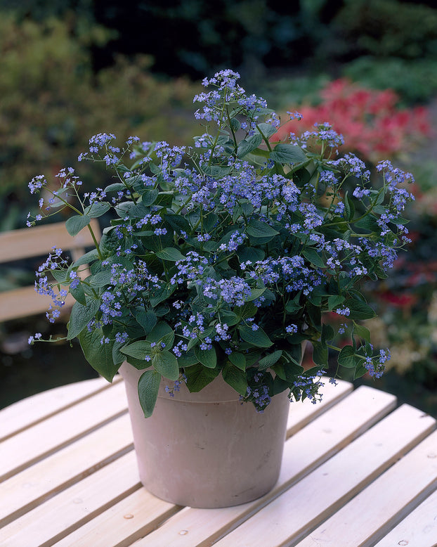 Brunnera macrophylla