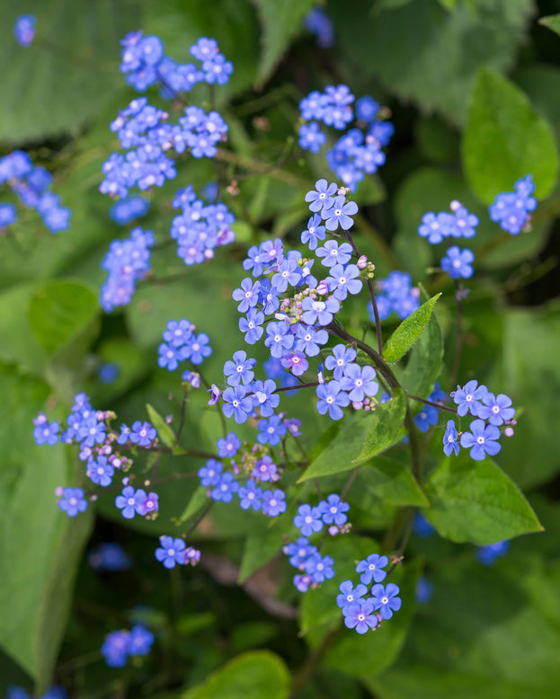 Brunnera macrophylla