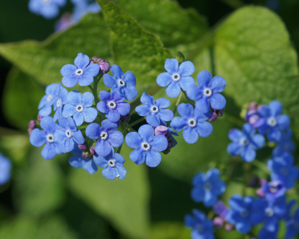 Brunnera macrophylla