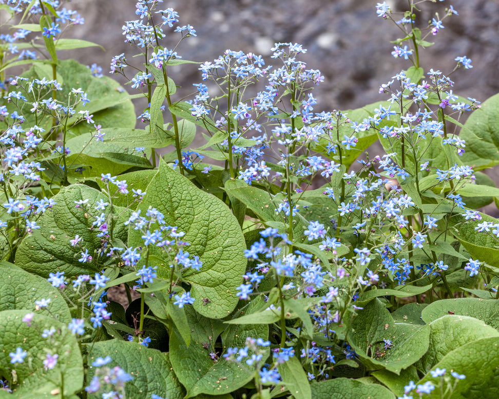Brunnera macrophylla