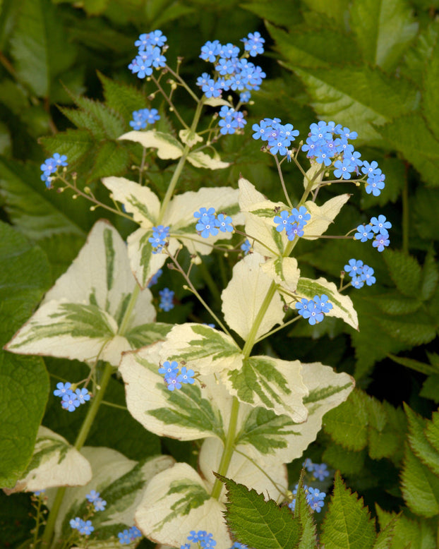 Brunnera 'Variegata'