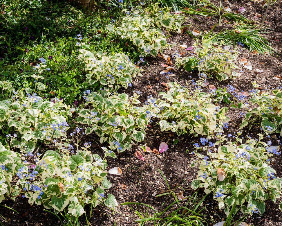 Brunnera 'Variegata'