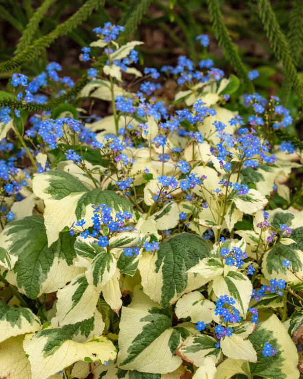 Brunnera 'Variegata'