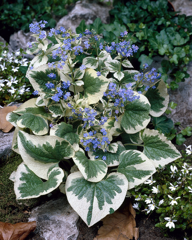 Brunnera 'Variegata'