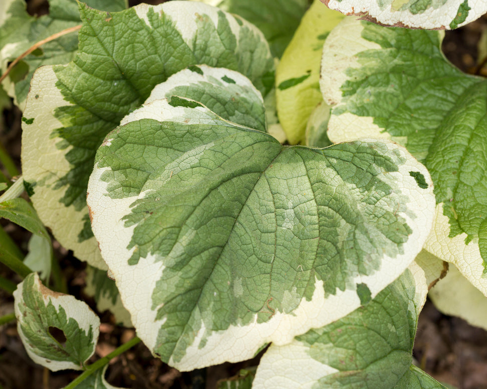 Brunnera 'Variegata'