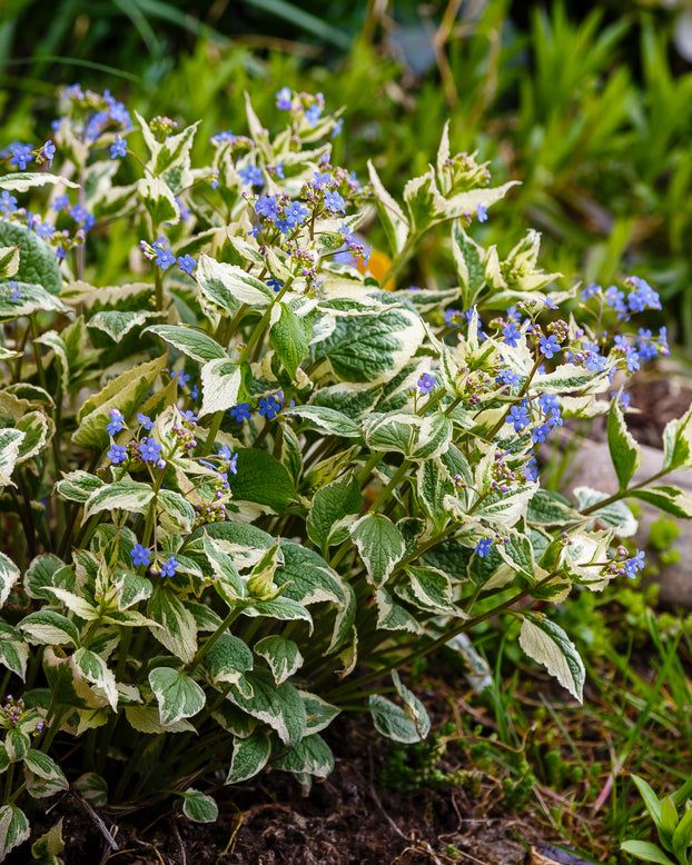 Brunnera 'Variegata'